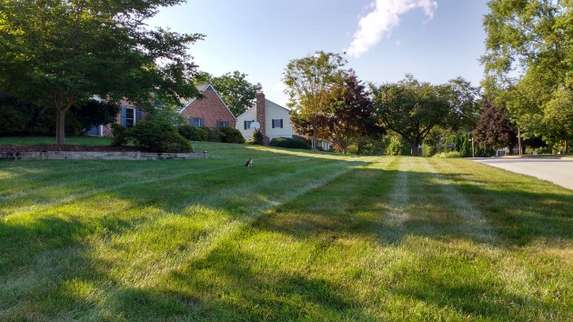 Lawn
